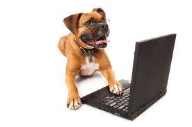 IT Security dog
